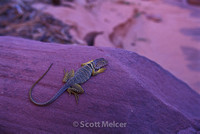 Collared Lizard, Utah