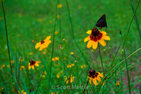 Butterfly on Mexican Hat