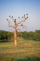 Vultures, Central Texas