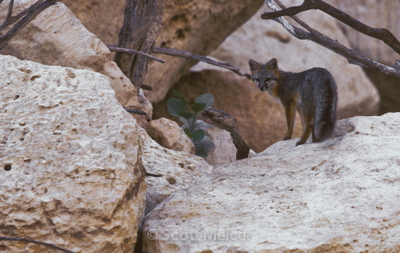 Gray Fox, Pecos River, Texas