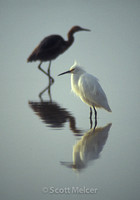 Egret and Heron, South Texas