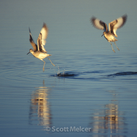Willets, South Texas Coast