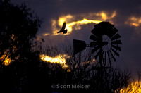 Hawk and Windmill, Texas