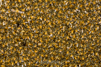 Swarming Bees