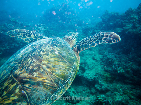 Green Sea Turtle, Oahu, Hawaii